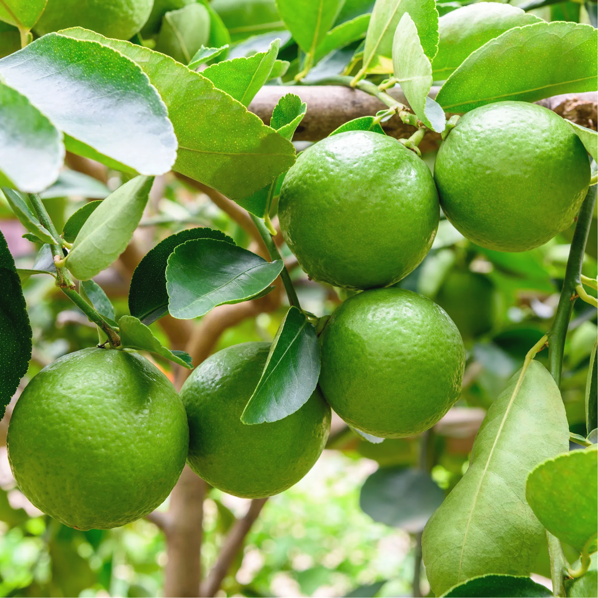 Лайм Верде / Lime Verde — цитрусовое растение, детальное фото
