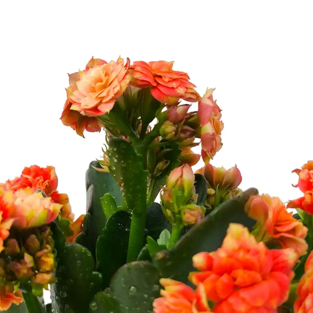 Каланхоэ Каландива Микс/ Kalanchoe Kalandiva Mix купить