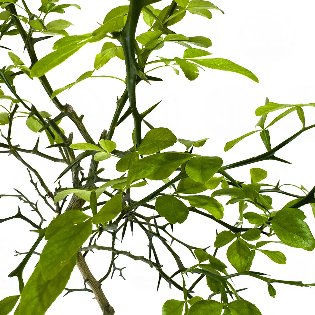 Понцирус трифолиата (трёхлисточковый) / Poncirus Trifoliata — цитрусовое растение, детальное фото
