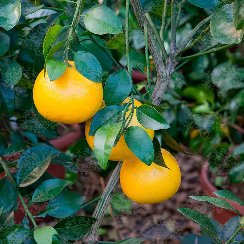 Помело Россо Искья / Pomelo Rosso D'Ischia — цитрусовое растение, детальное фото
