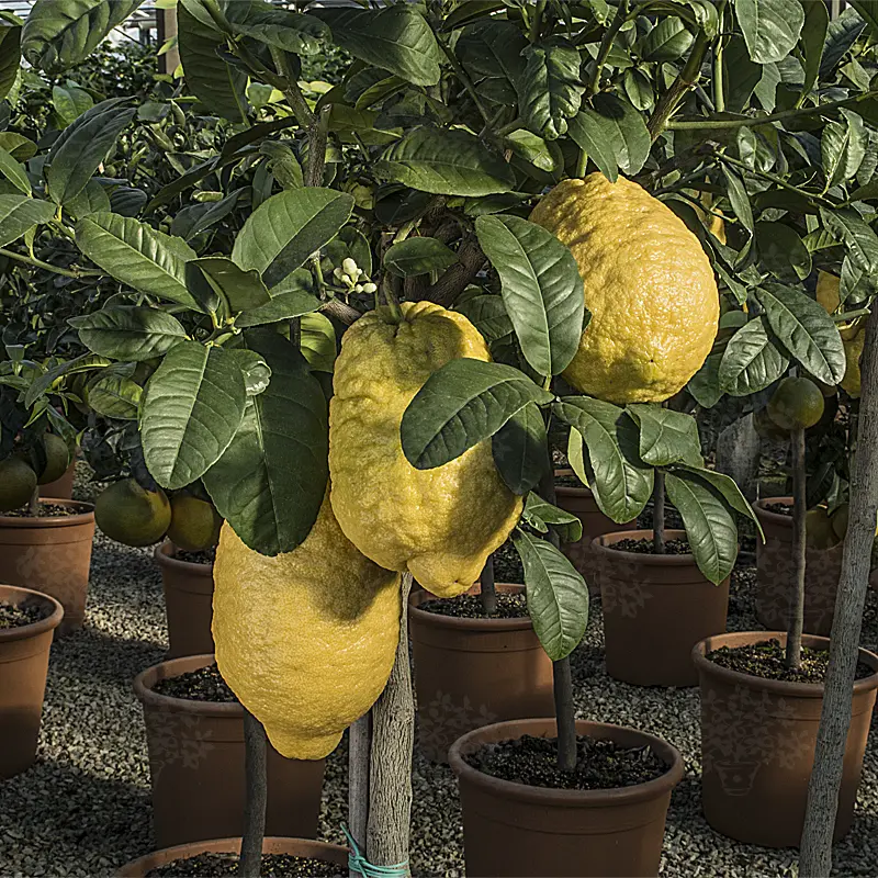 Цитрон Максима / Citrus medica Maxima — цитрусовое растение, детальное фото
