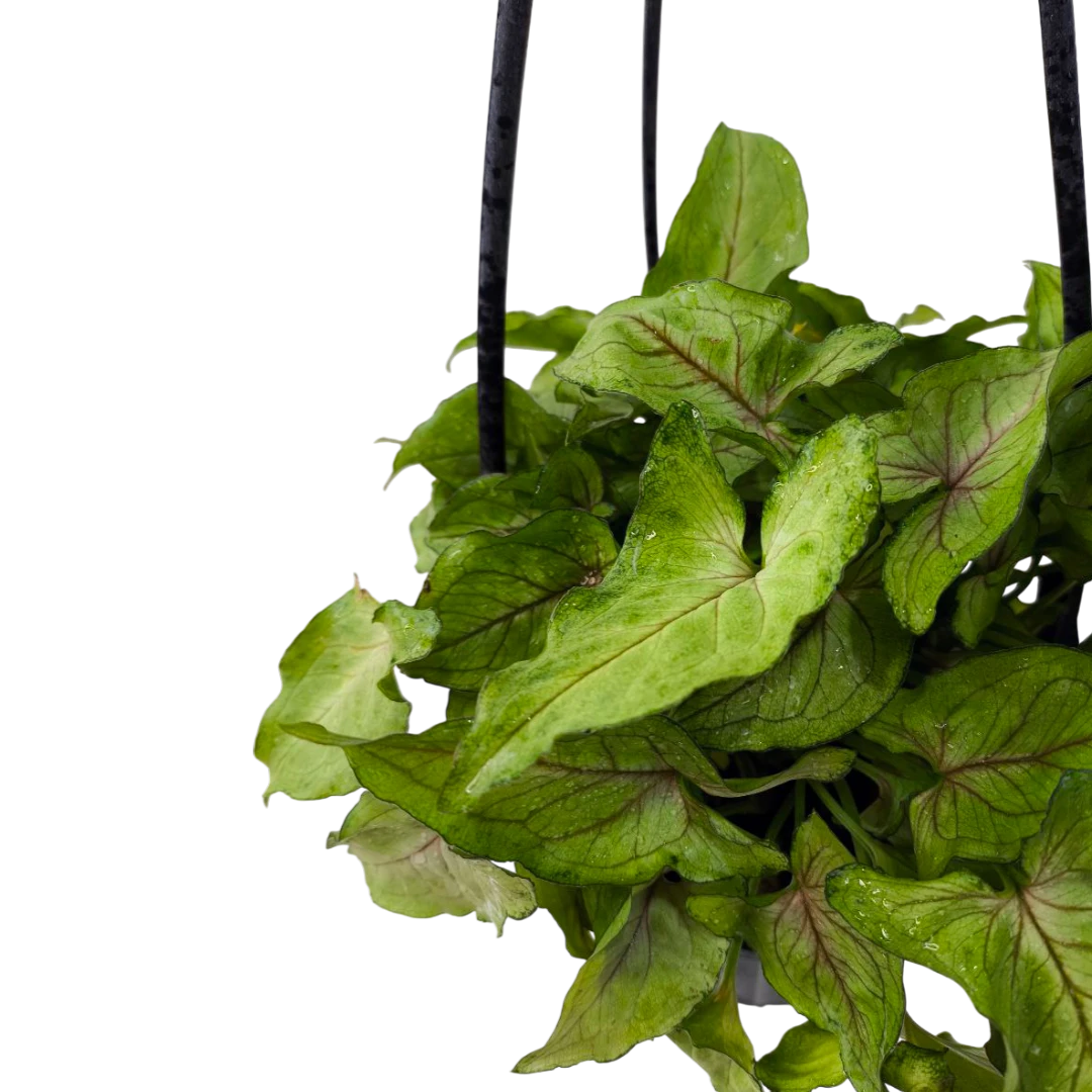 Сингониум "Green Allusion" купить