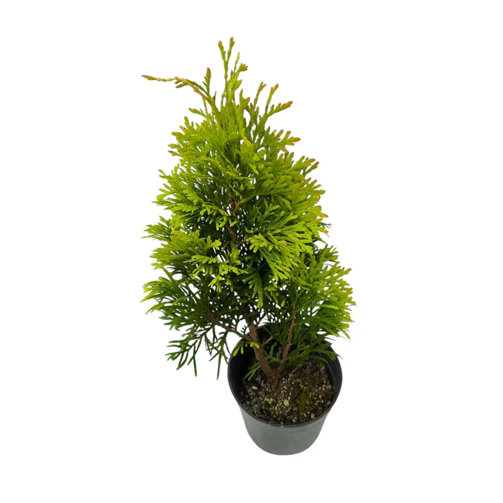 Туя Янтарь / Thuja Gold Jantar купить