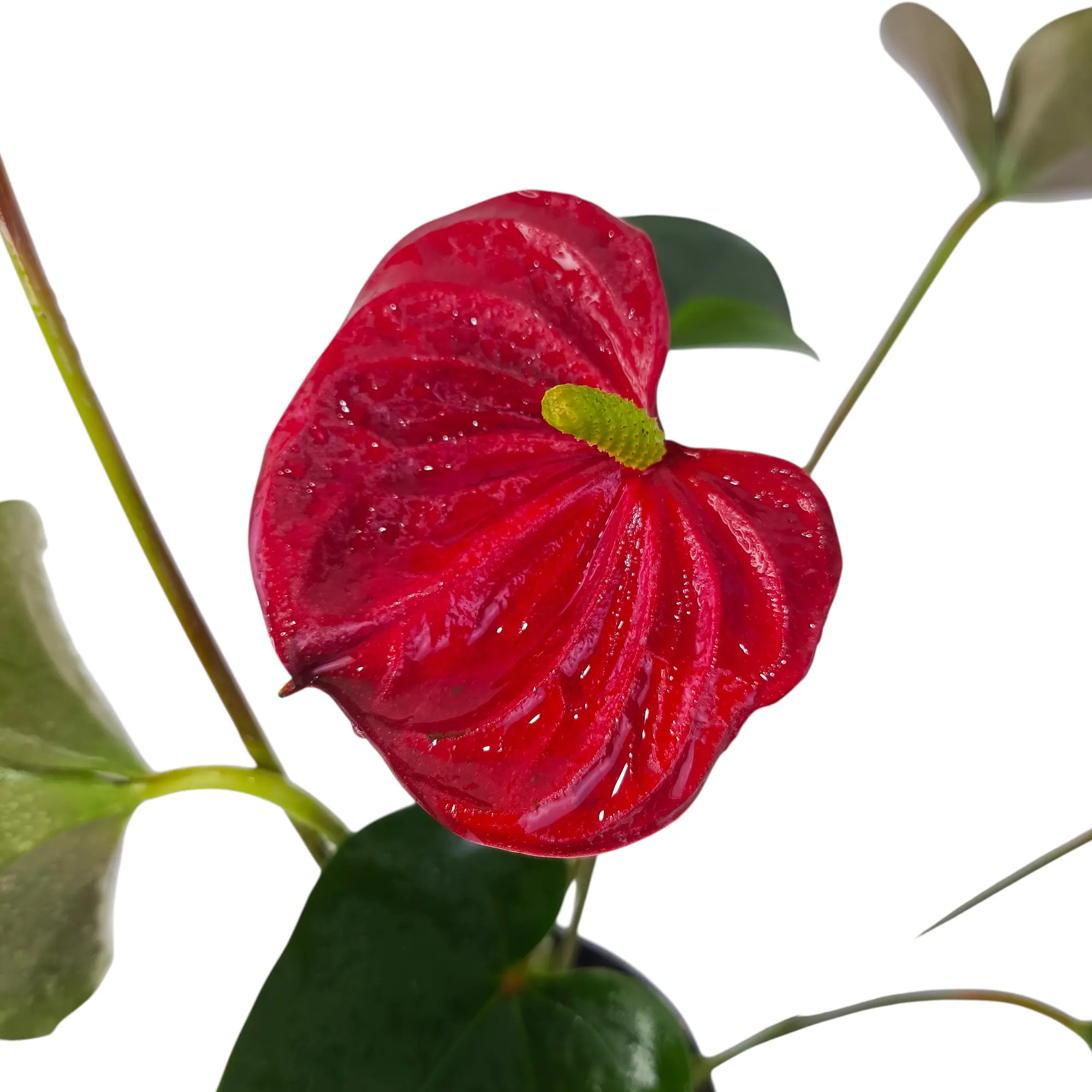 Антуриум андрианум Ред Эксплоужен / Anthurium Аndraeanum Red Explosion купить