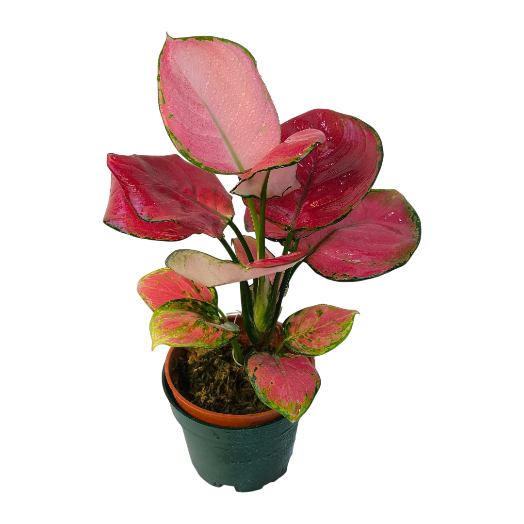 Аглаонема Хонг Руи / Aglaonema Hong Ruì купить