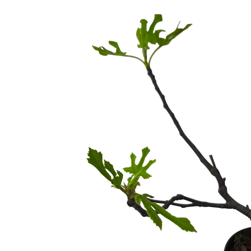 Инжир Литл Мисс Фиджи / Ficus Carica Little Miss Figgy