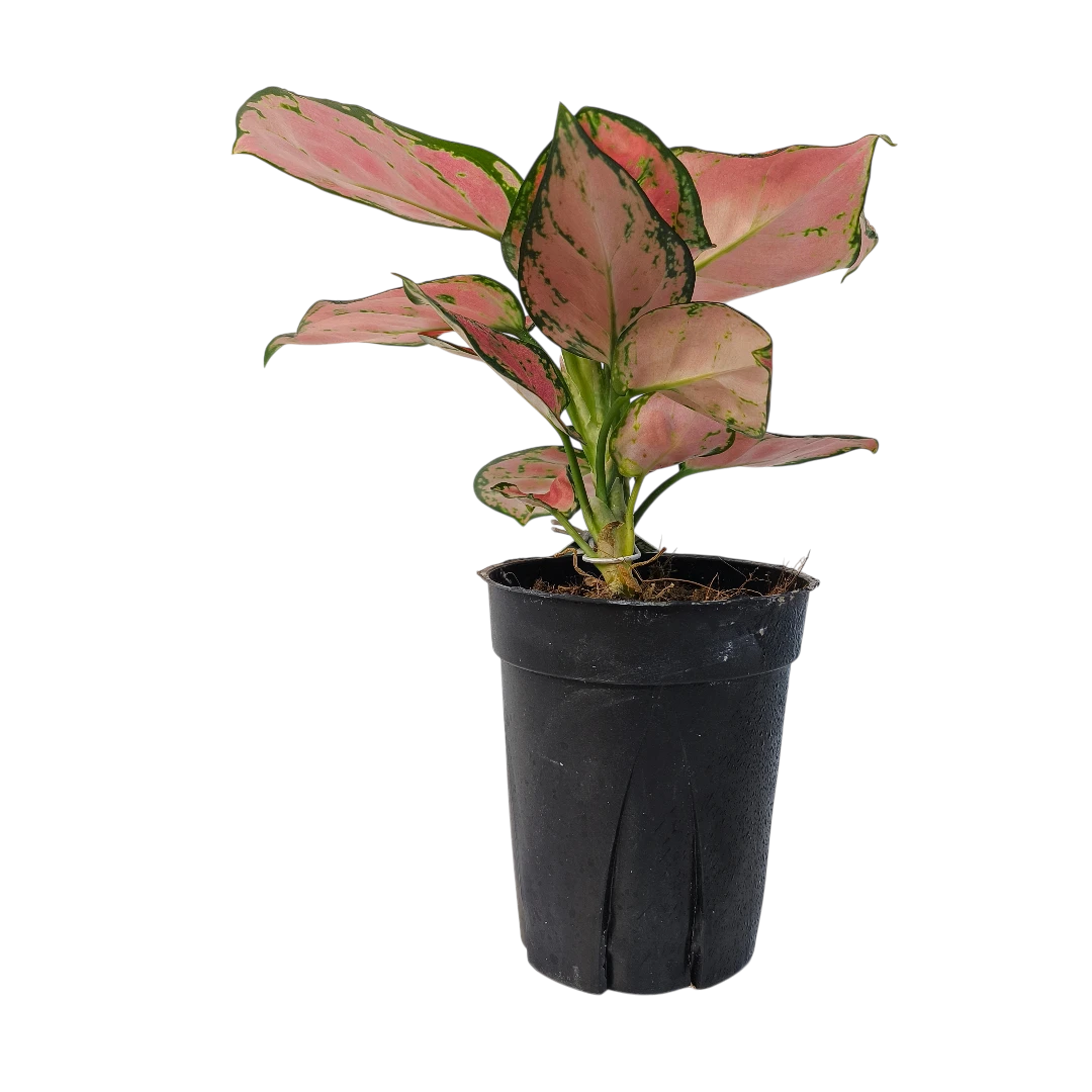 Аглаонема Бьюти Ред/ Aglaonema Beauty Red купить