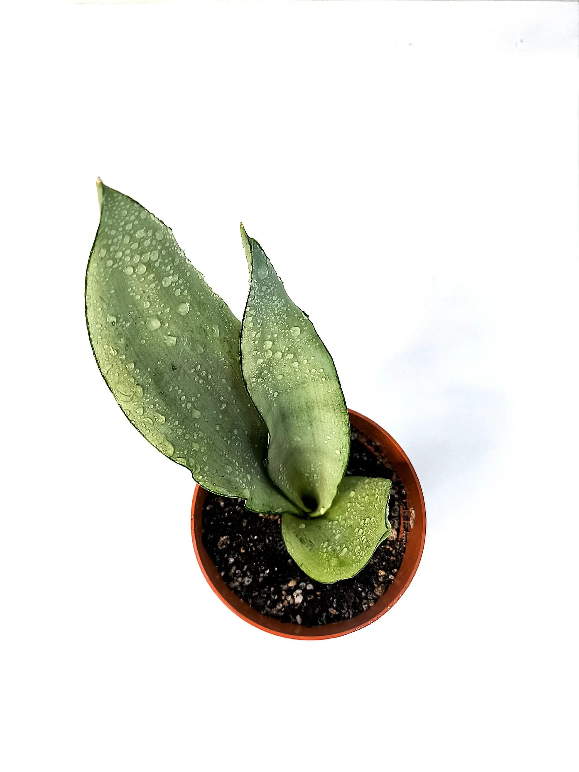 Dracaena trifasciata Moonshine серебристые листья