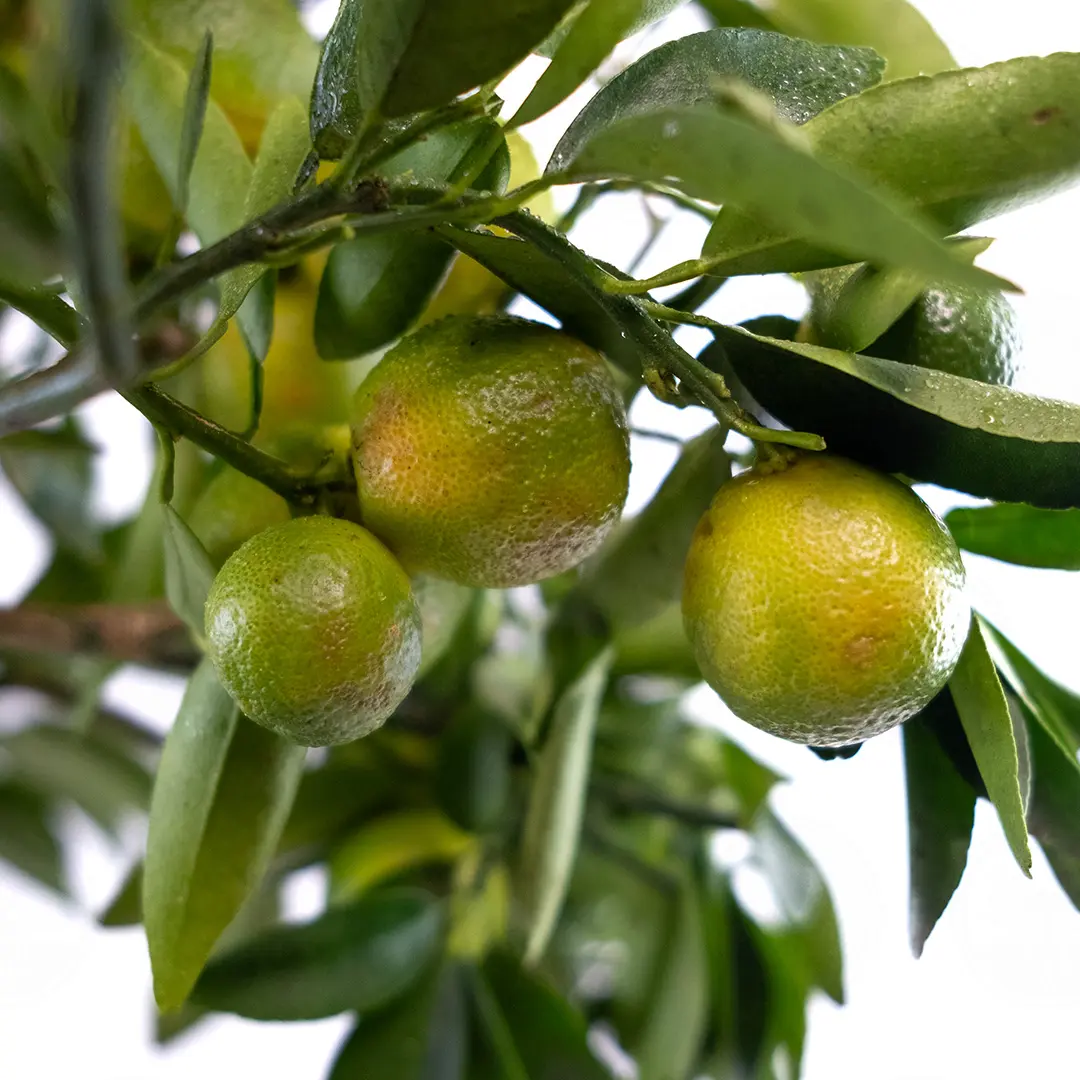 Кумкват Кукле / Kumquat Kucle — цитрусовое растение, детальное фото
