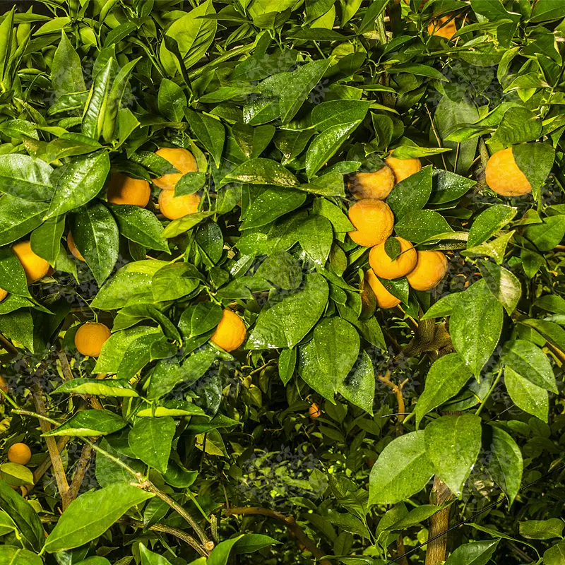 Апельсин Сангвинелло / Orange Sanguinello — цитрусовое растение, детальное фото
