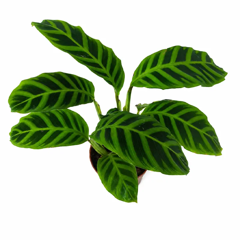 Калатея Грин Эппл / Calathea Green Apple купить