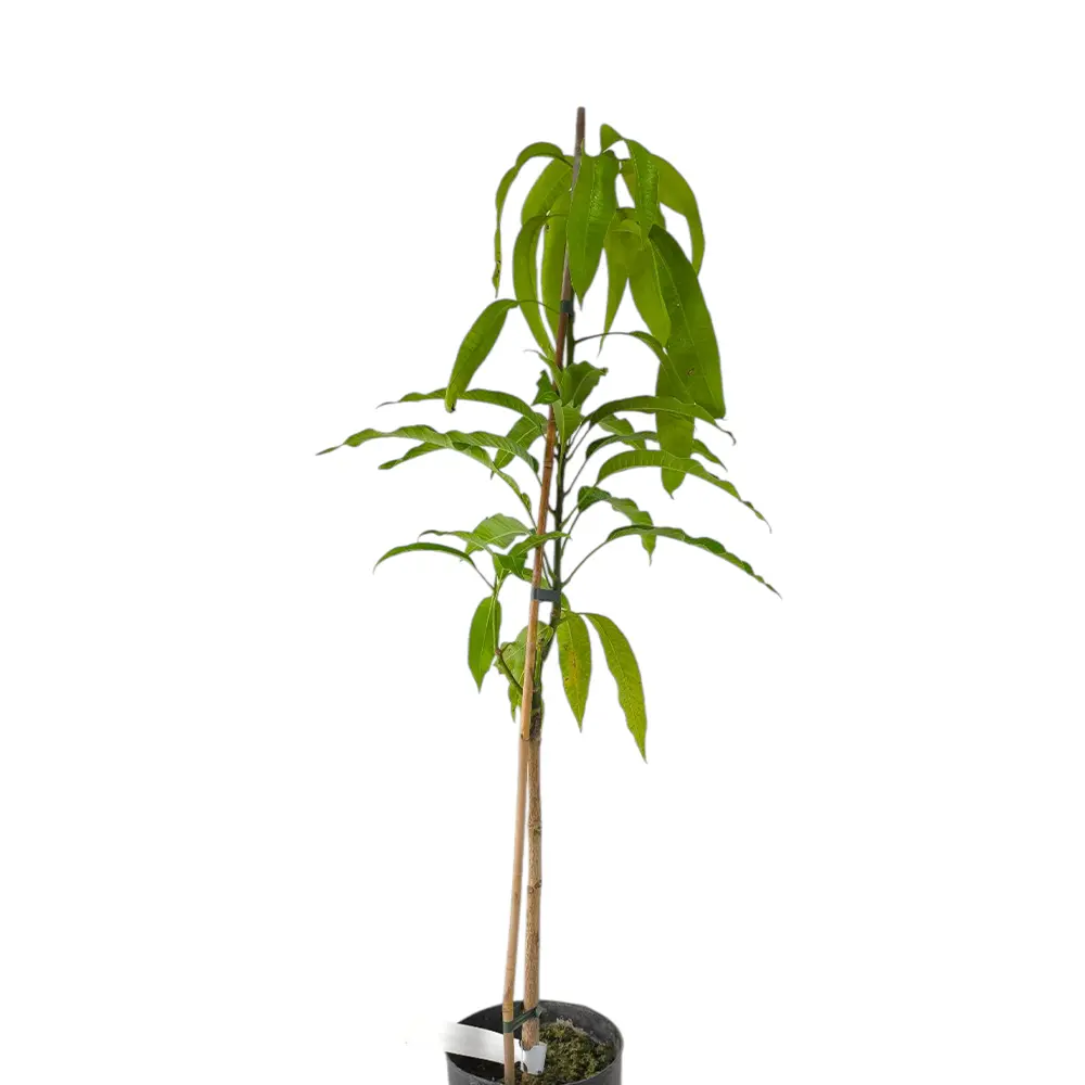 Манго Ирвин / Mangifera indica Irwin