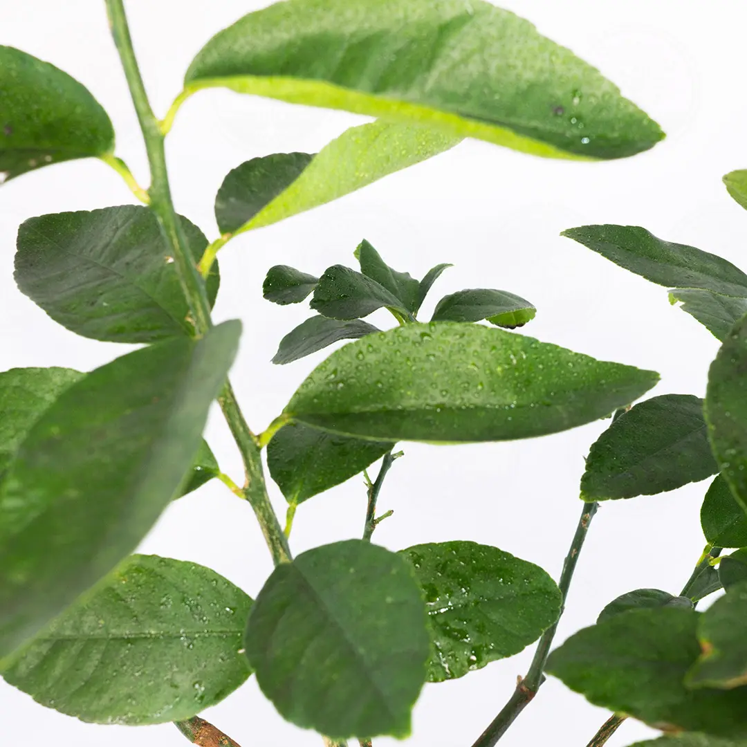 Лайм Верде / Lime Verde — цитрусовое растение, детальное фото
