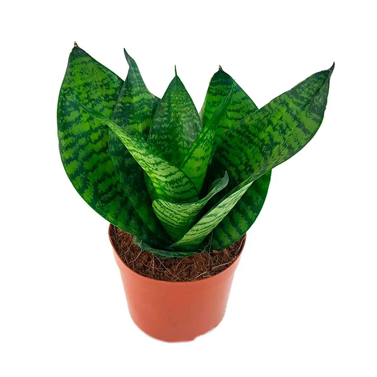 Сансевиерия trifasciata "Hahnii Green" купить