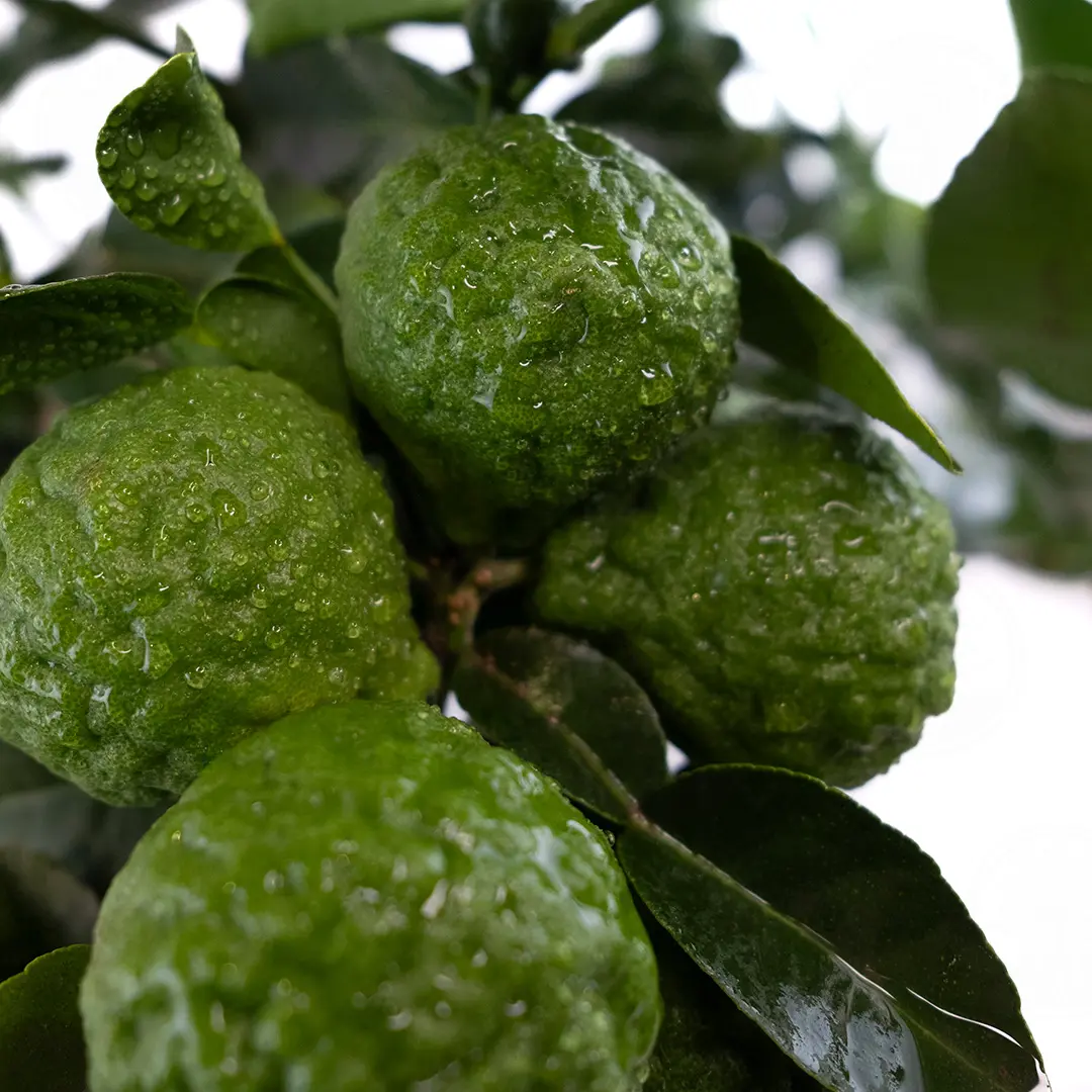 Кафрский лайм / Lime Hystrix — цитрусовое растение, детальное фото

