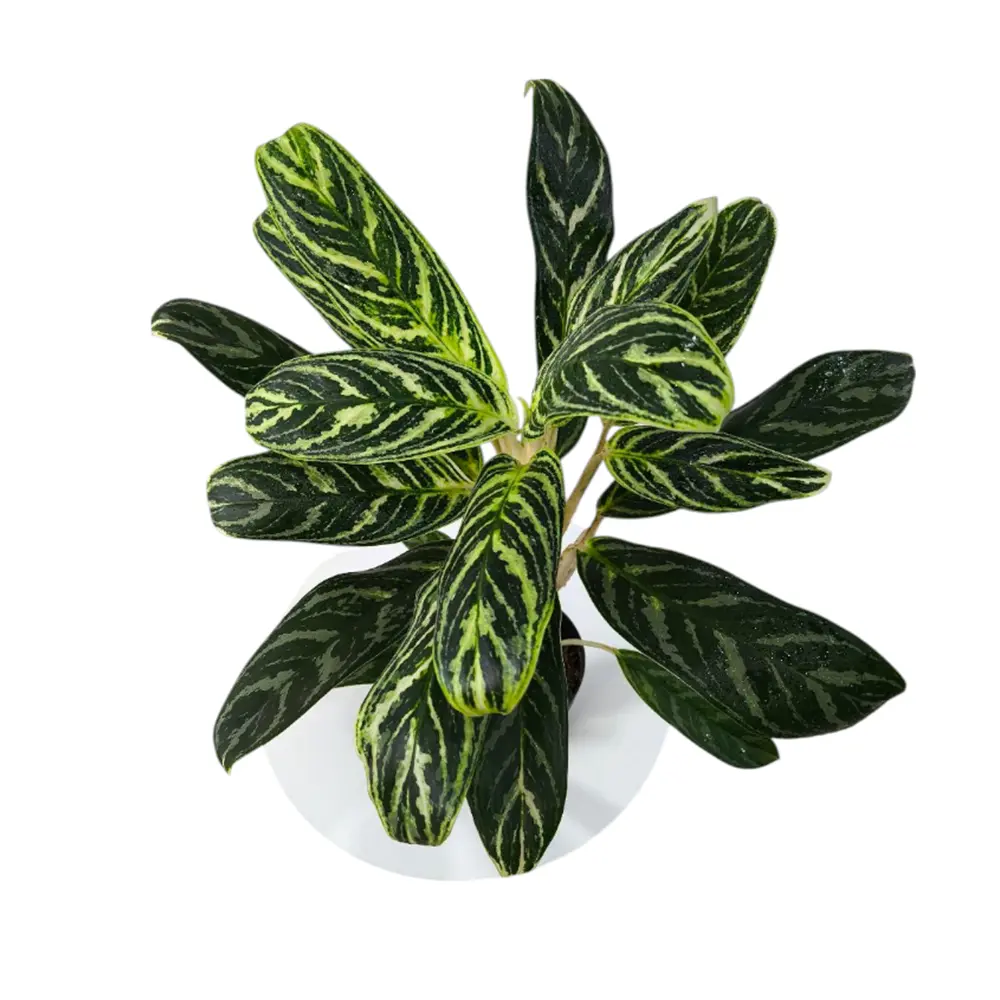 Аглаонема "Ivy Green" купить