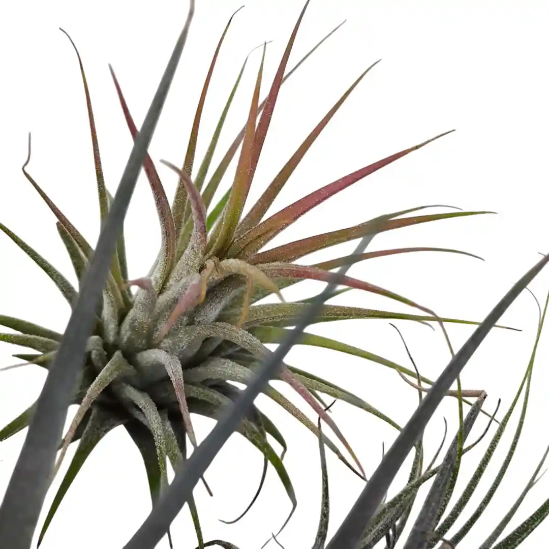 Тилландсия атмосферная / Tillandsia cyanea купить
