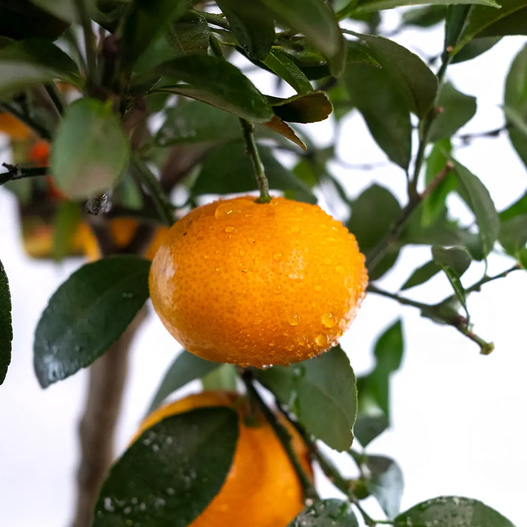 Мандарин / Mandarin — цитрусовое растение, детальное фото
