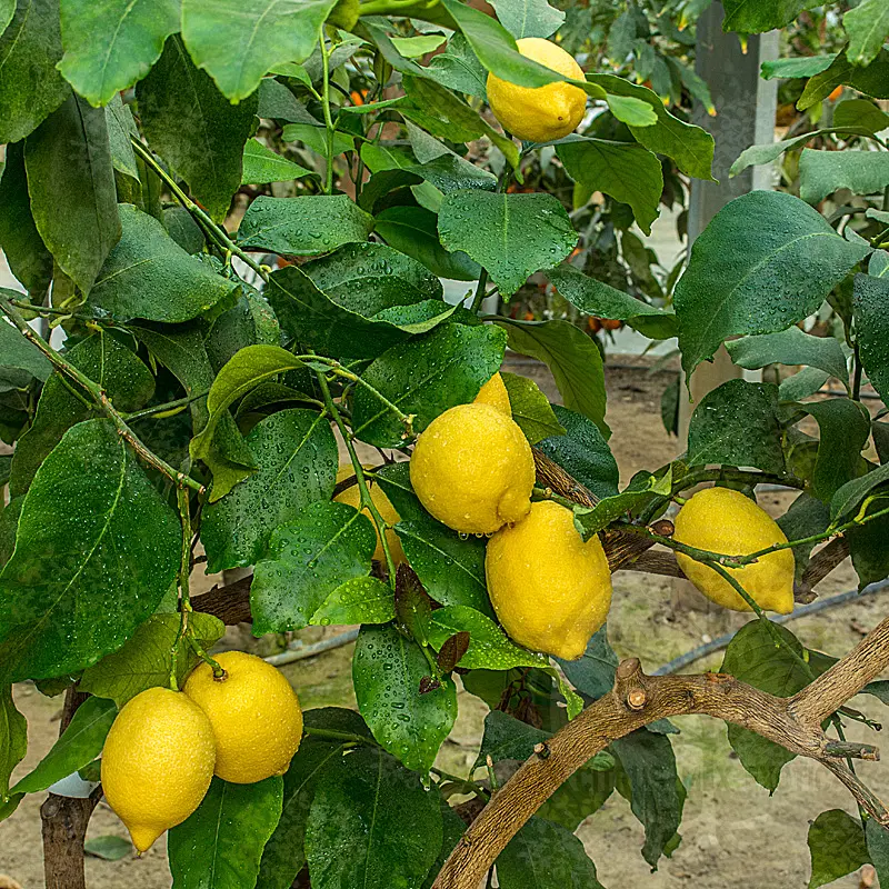 Лимон Монакелло / Lemon Monachello — цитрусовое растение, детальное фото
