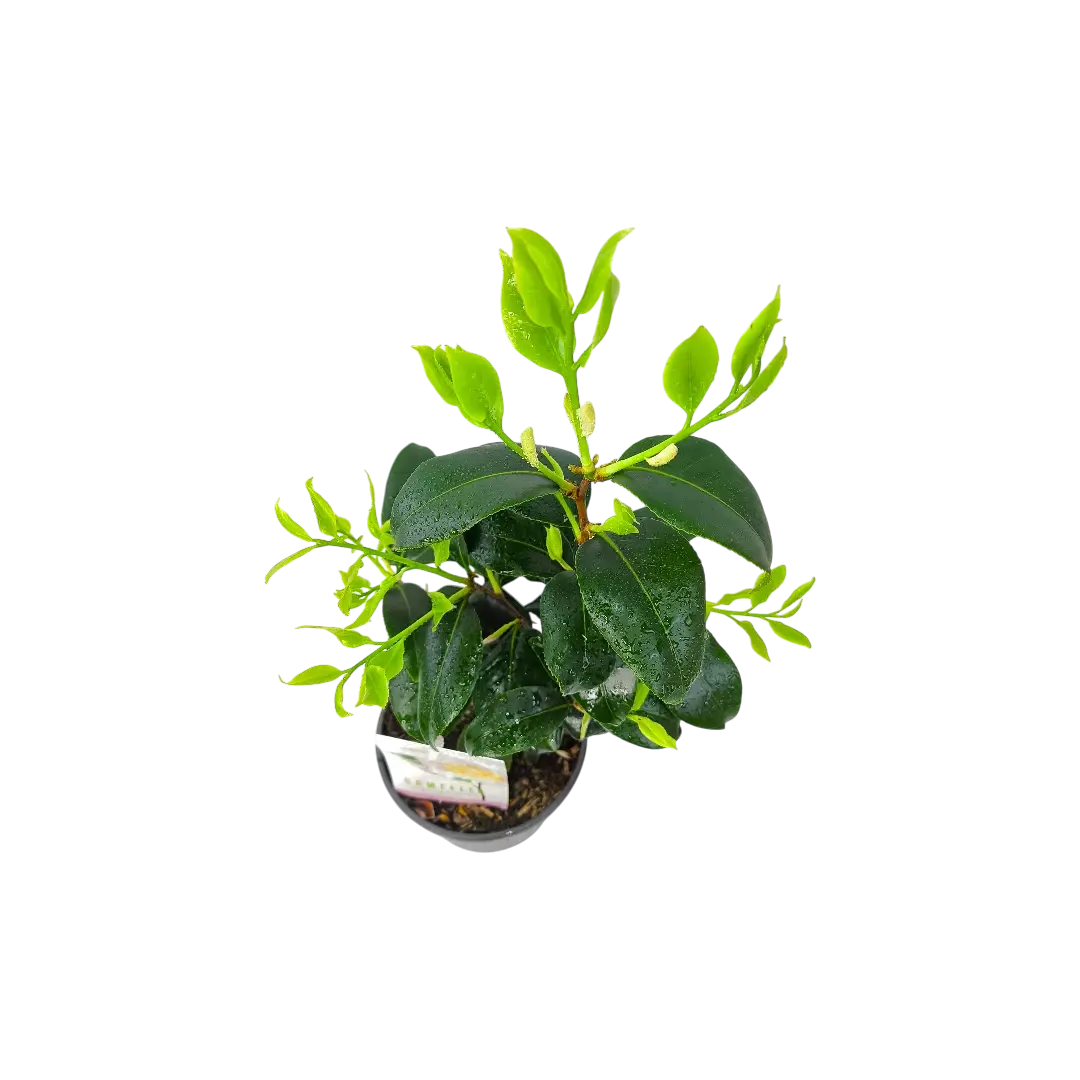Камелия японская Брашфилд Йелль / Camellia Brushfield Yell купить