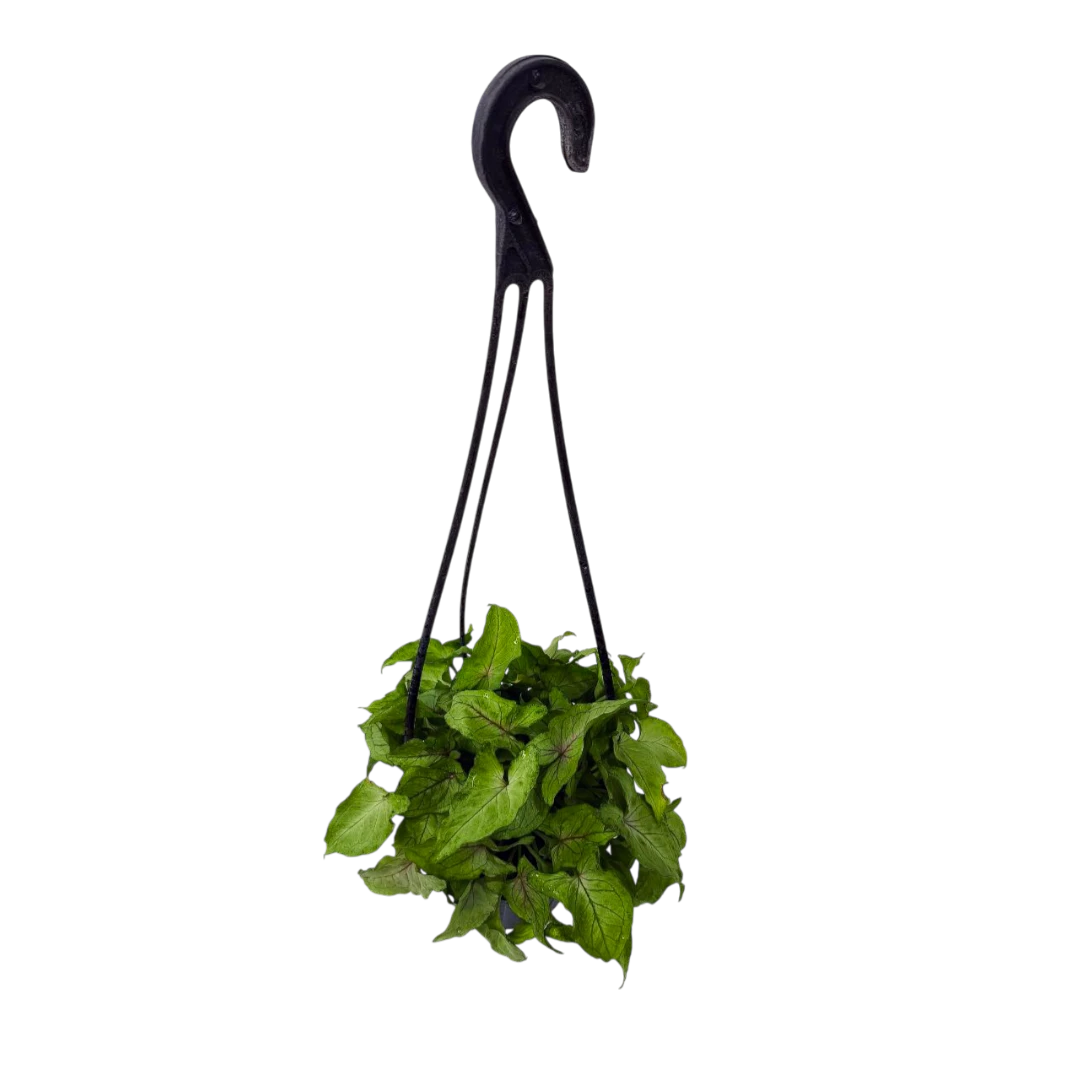 Сингониум "Green Allusion" купить