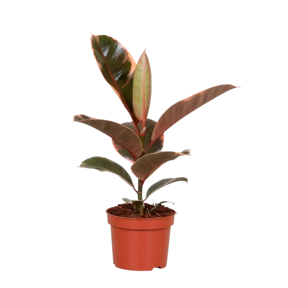 Фикус эластика "Белиз" / Ficus elastica "Belize" купить