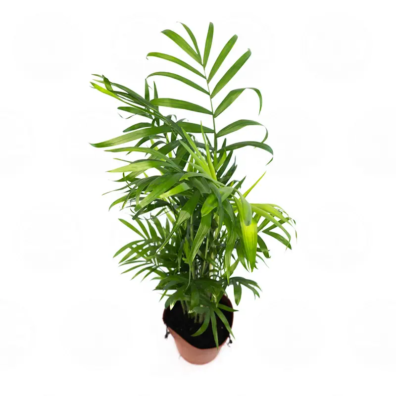 Хамедорея Элеганс / Chamaedorea Elegans купить