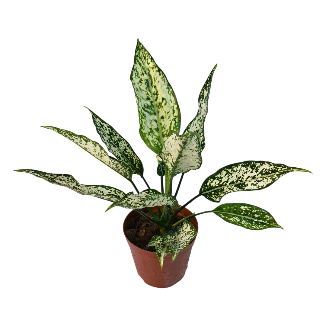 Aglaonema Emerald зелёные листья