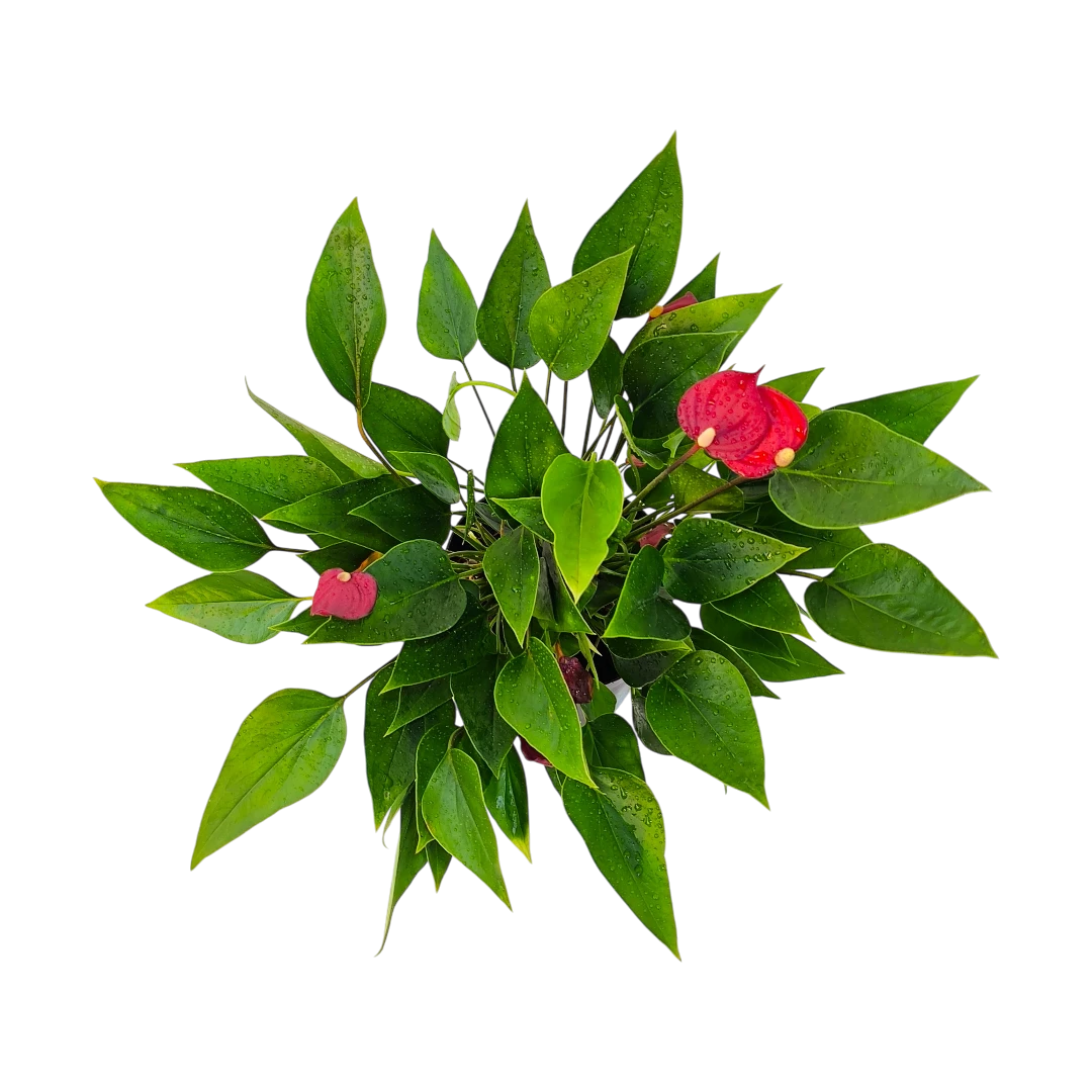 Антуриум Андреанум Триллионс Рэд / Anthurium Andreanum Trillion Red купить