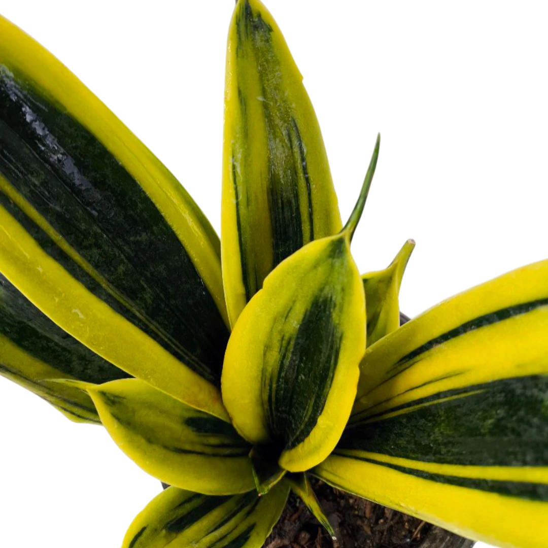 Сансевиерия "Golden Flame"  купить