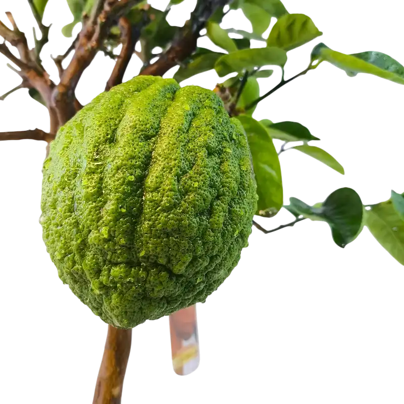 Цитрон Чедро Делла Чина / Citrus medica Cedro Della Cina — цитрусовое растение, детальное фото
