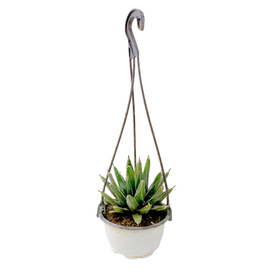 Агава "Виктория Регина" / Agave "Victoriae Reginae" купить