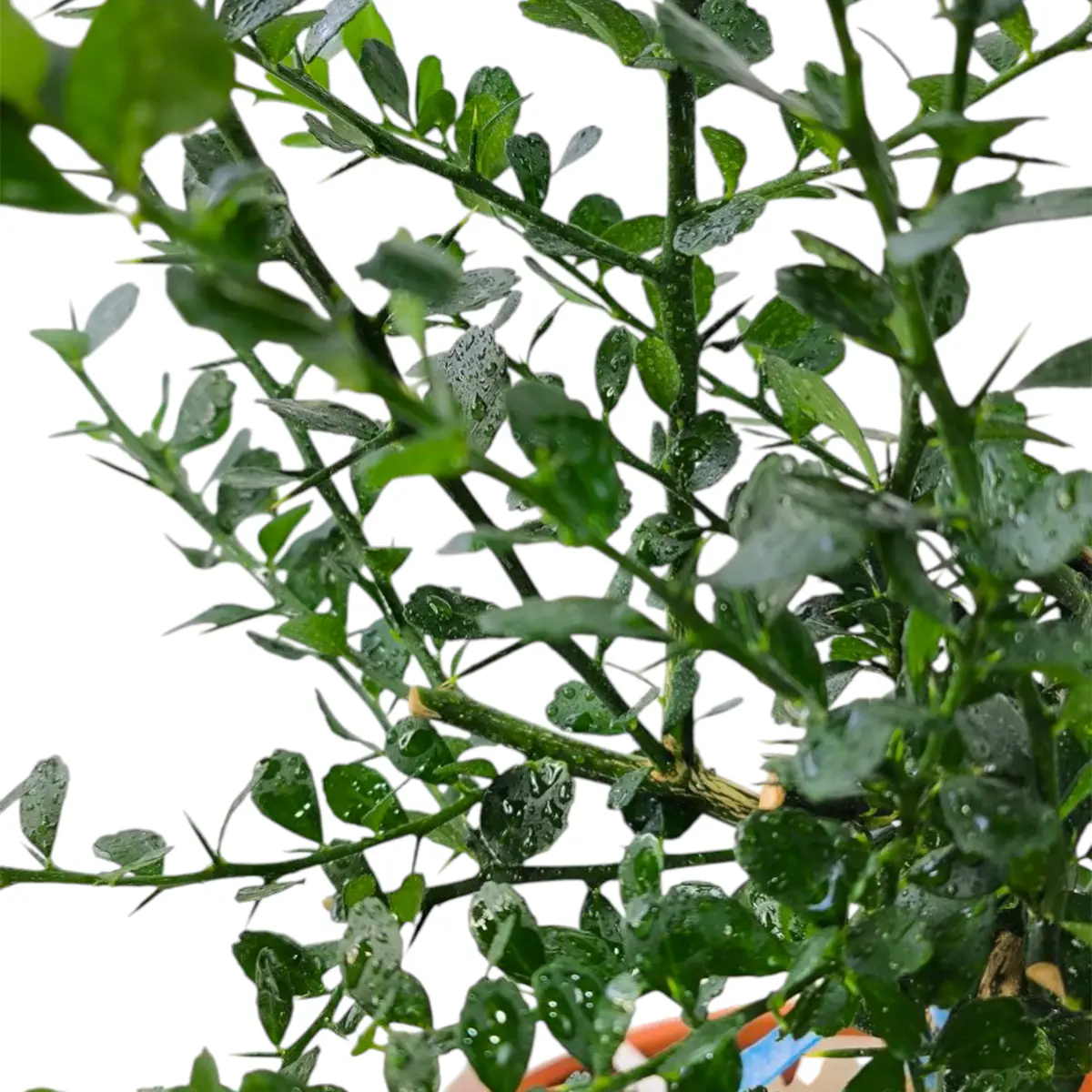 Микроцитрус Вайчоп / Microcitrus Wauchope — цитрусовое растение, детальное фото
