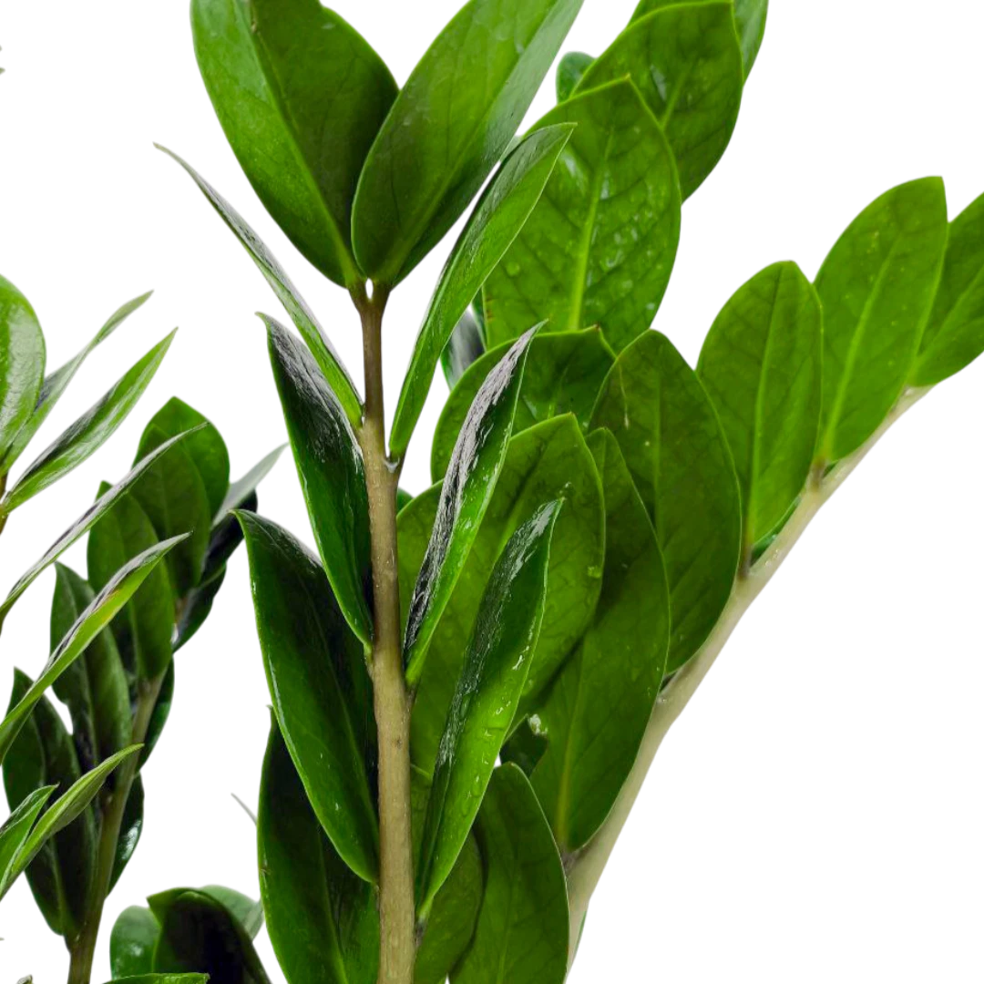 Замиокулькас Зензи / Zamioculcas zamiifolia Zenzi купить
