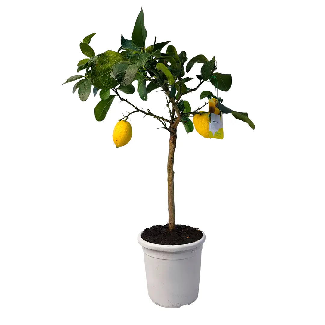 Лимон Аранчио / Lemon Arancio — цитрусовое растение, детальное фото
