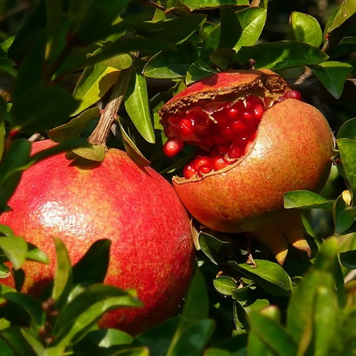 Гранат Вондерфул / Punica granatum Wonderful