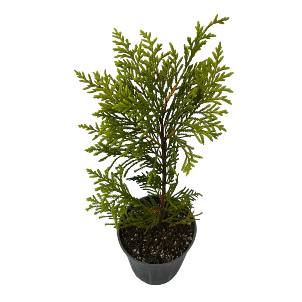 Кипарис Лейланда Голд Райдер / Cupressus Leylandii Gold Rider купить