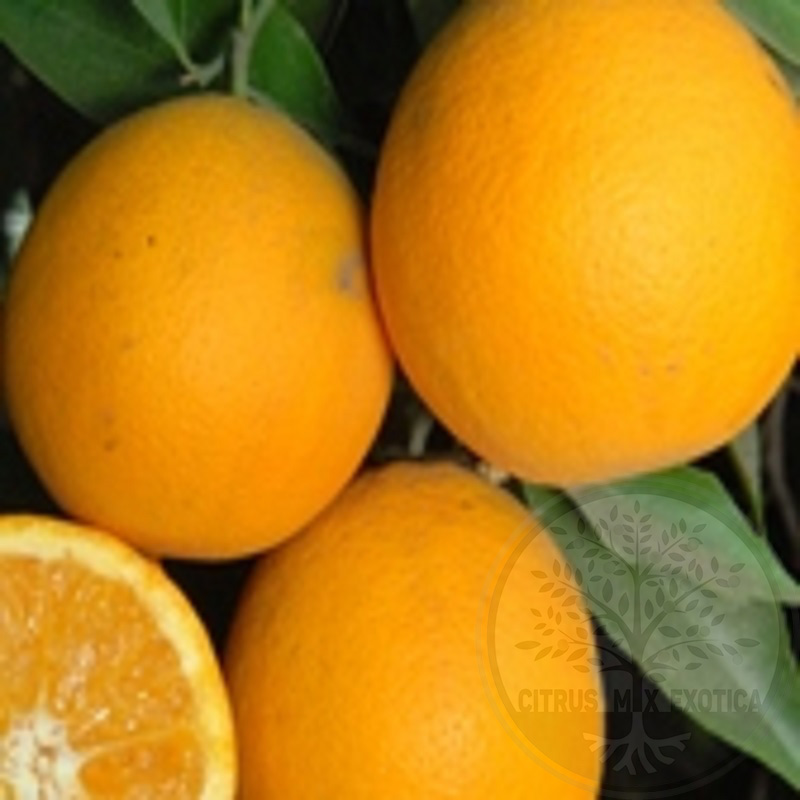Апельсин Валенсия Олинда / Orange Valencia Olinda — цитрусовое растение, детальное фото
