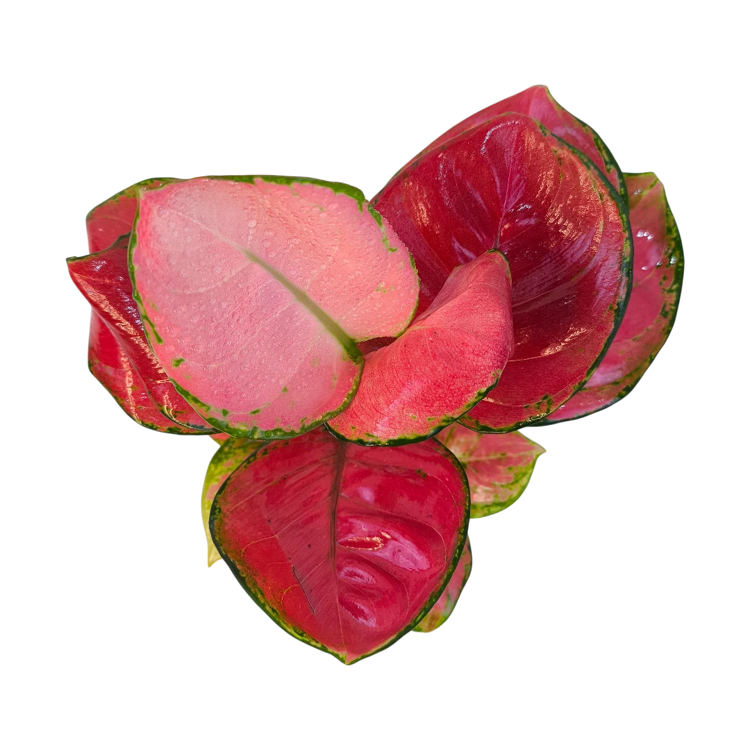 Аглаонема Хонг Руи / Aglaonema Hong Ruì купить