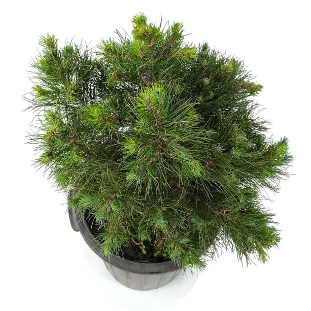 Сосна горная / Pinus mugo купить