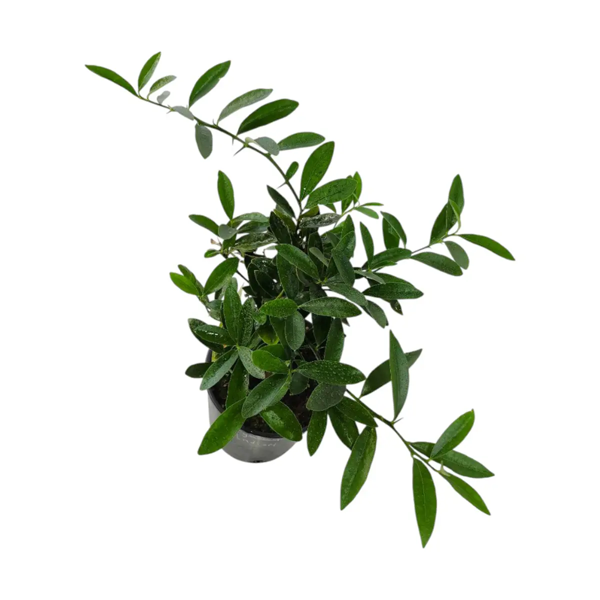 Кумкват Индисии / Kumquat Indisii — цитрусовое растение, детальное фото
