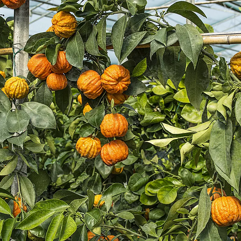Апельсин Каналикулата / Orange Canaliculata — цитрусовое растение, детальное фото
