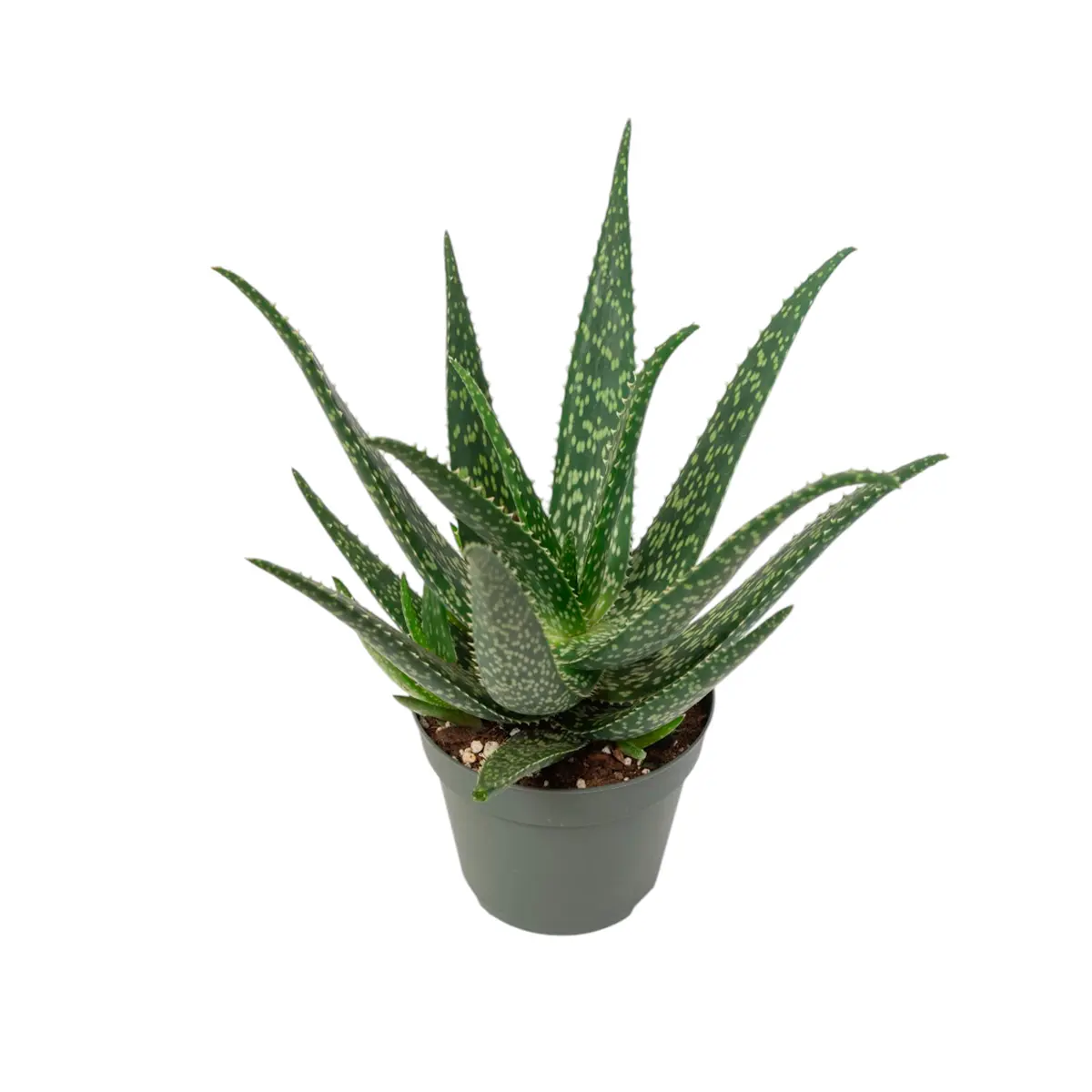 Алоэ Tropical купить