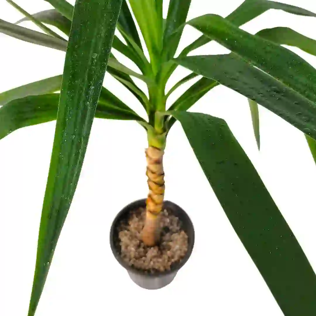 Юкка гигантская / Yucca gigantea купить