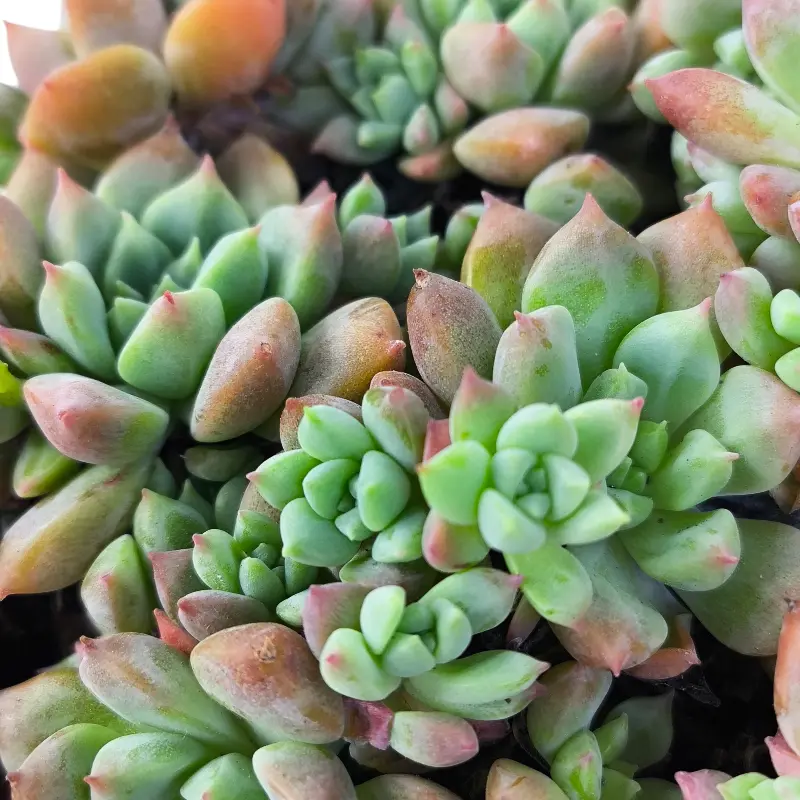 Эхеверия Фрости / Echeveria pulvinata Frosty купить