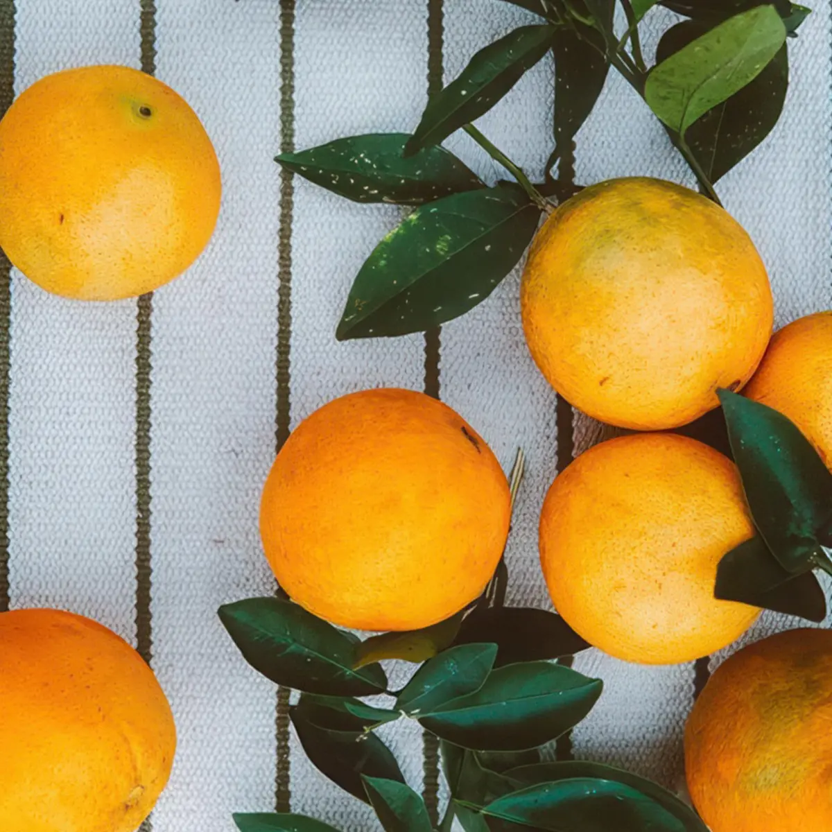 Апельсин Фирриндолу / Orange Firrindolu — цитрусовое растение, детальное фото
