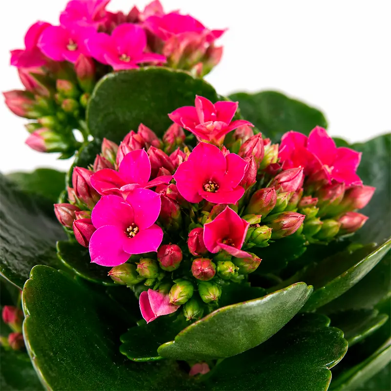 Каланхое Блооссфельда / Kalanchoe Blossfeldiana купить