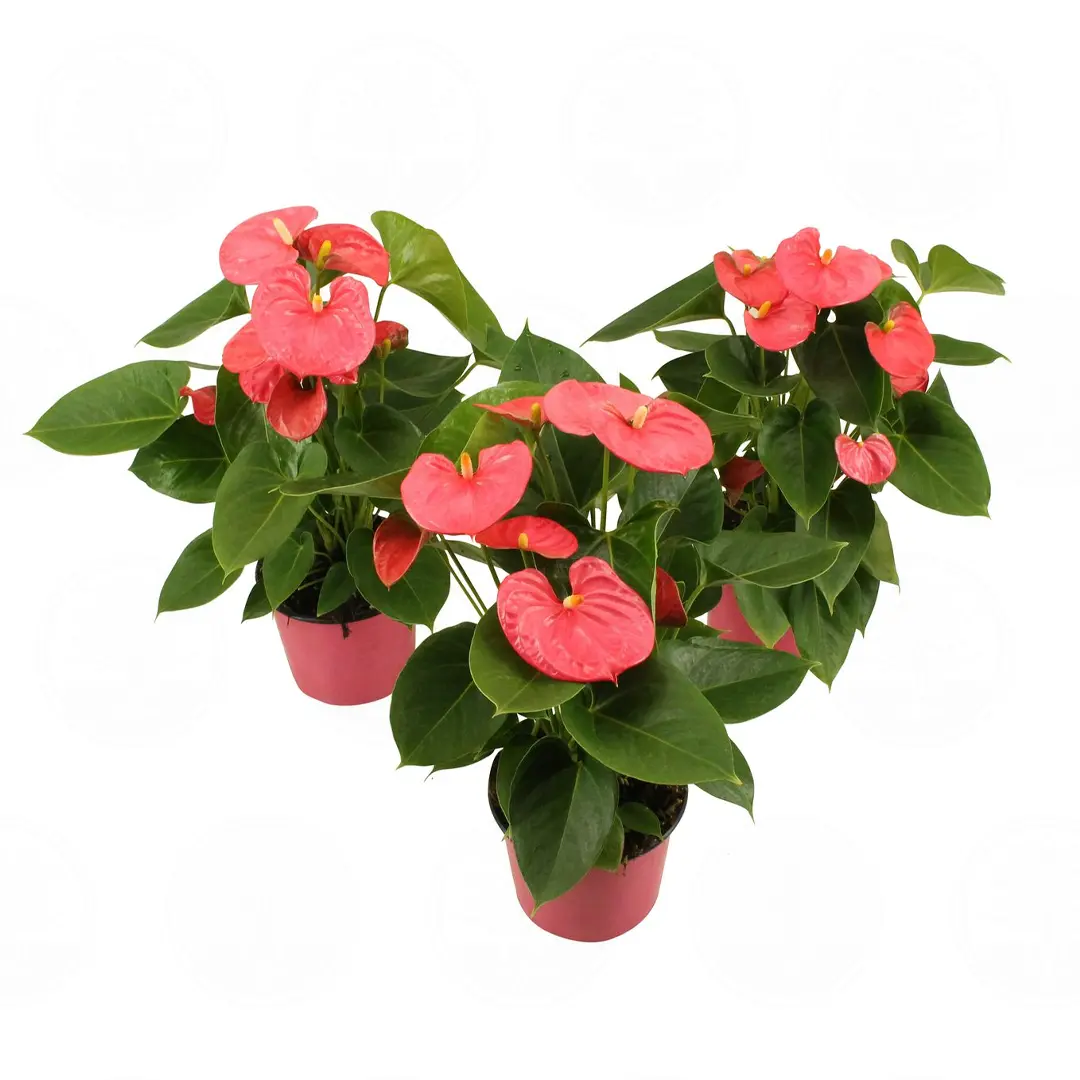 Антуриум Ариса Пинк / Anthurium ARISA PINK купить