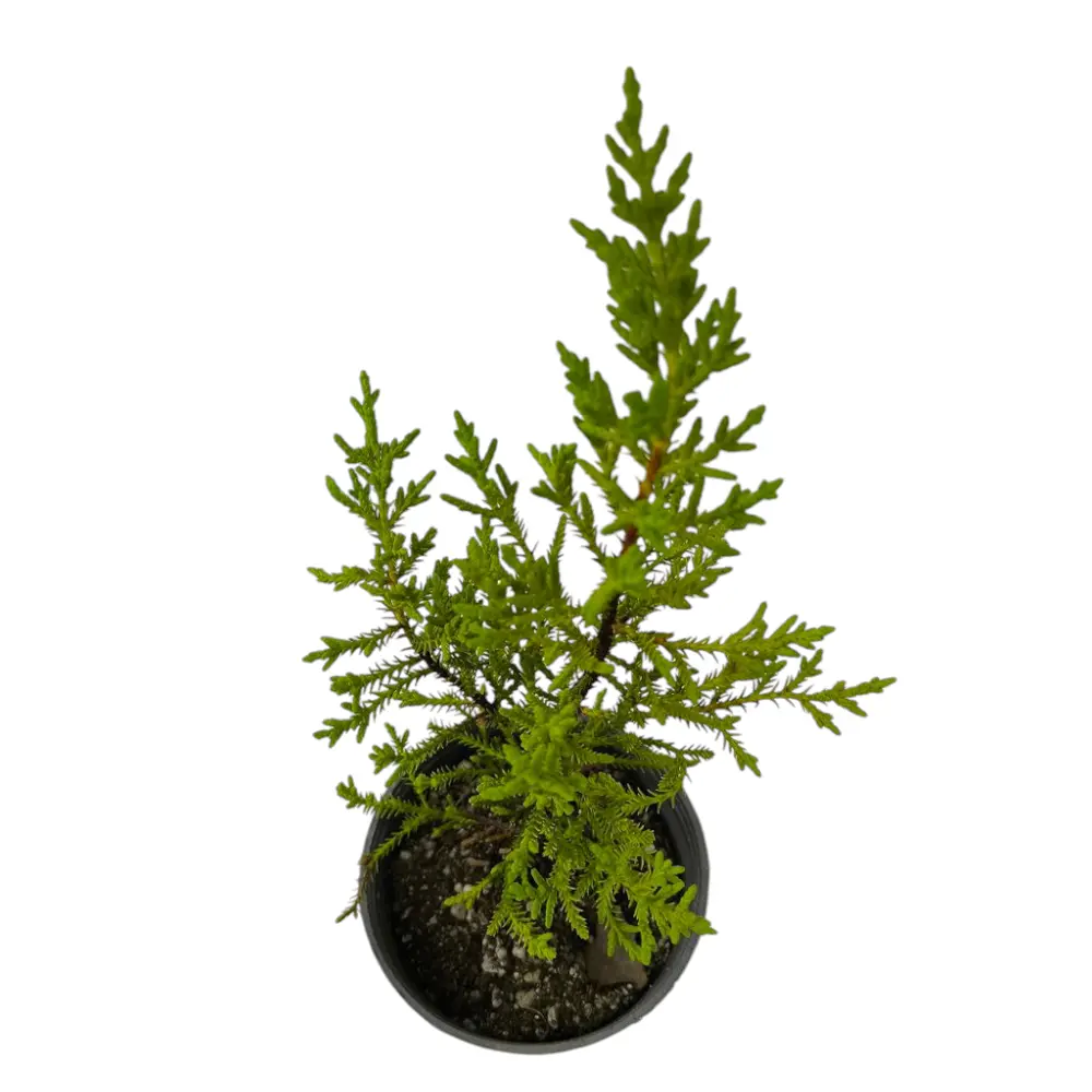 Кипарис Лейланда / Cupressus Leylandii купить