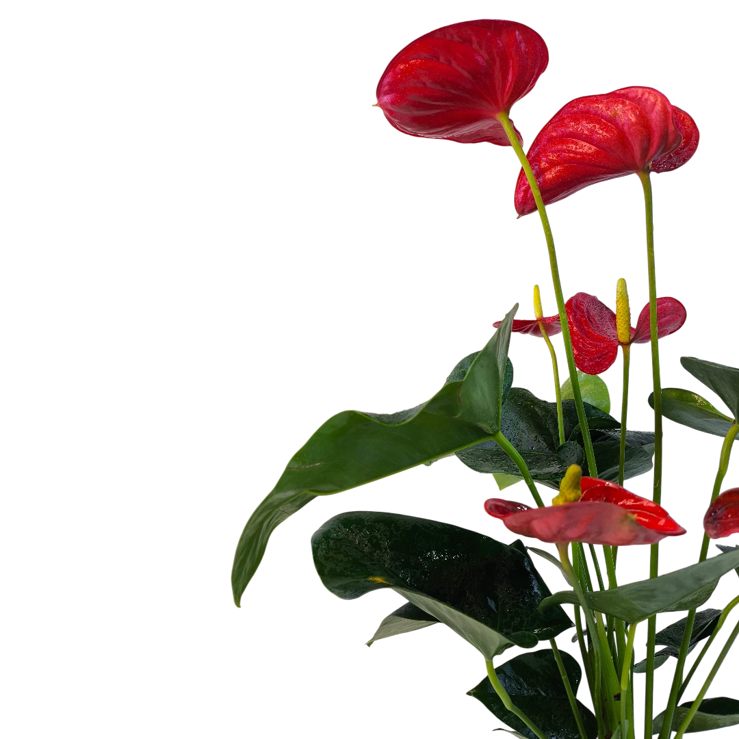 Антуриум Андреанум Валера / Anthurium Andreanum Valera купить